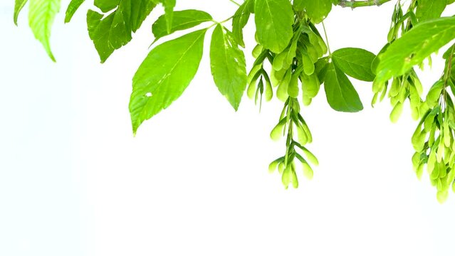 Acer negundo, the box elder, boxelder maple, Manitoba maple or ash-leaved maple plant isolated on white background, studio shot, copy space