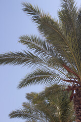 palm tree against sky