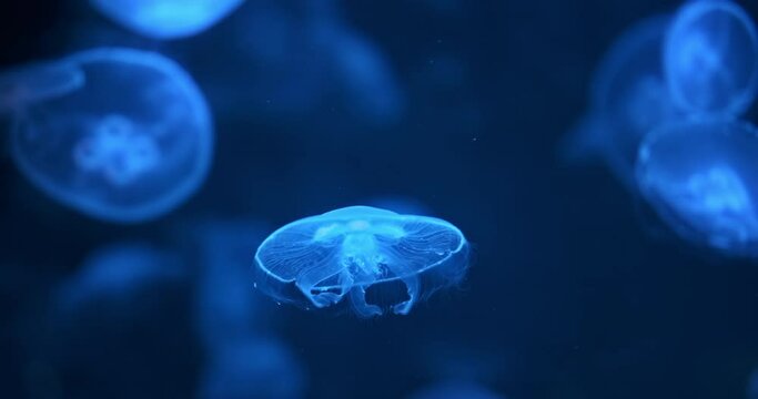 Glow jellyfish move on dark sea aquarium background. Shining blue jellyfish float, soar in water darkness. Beautiful abstract marine background. Glowing jelly in deep underwater oceanarium. 4k video