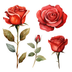 red roses watercolor 