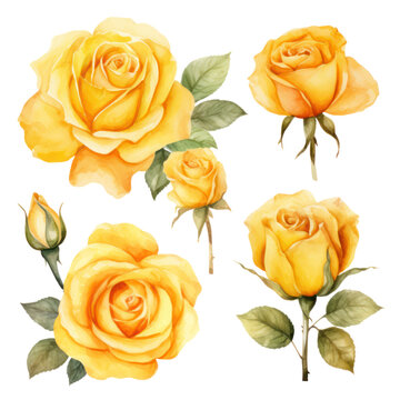 yellow roses watercolor isolated on white or transparent background 