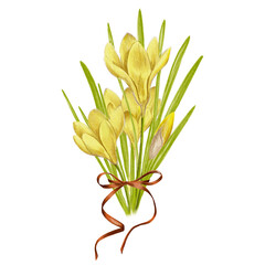 Obraz premium Watercolor hand drawn yellow crocuses.Spring bouquet flowers, ribbon with bow.Botanical illustration of crocuses for typography,prints,textile and your design.