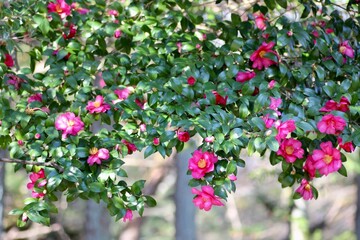 ピンク色の花の椿の木