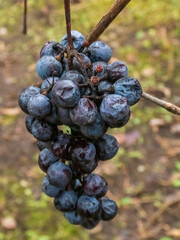 bunch of grapes