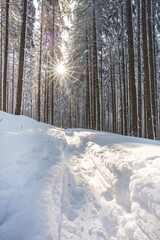 Catching a star of sun in a spruce forest covered with white glittering snow in Beskydy mountains, Czech republic. Winter morning fairy tale