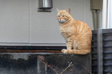 ブロック塀の上に座る野良猫