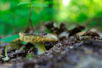 Forest mushroom. Background with selective focus and copy space