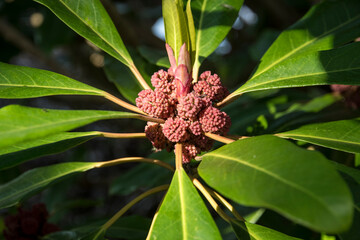 Flowers of Daphniphyllum himalense var. macropodum