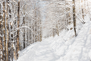 Sunny weather comes through the snowy branches onto the wooded path. A walk in the white paradise...