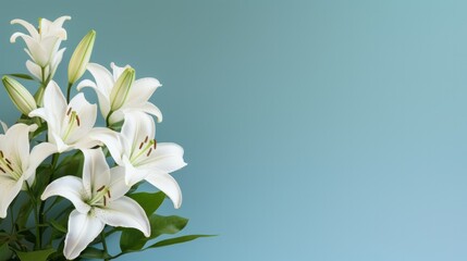 White lily flowers
