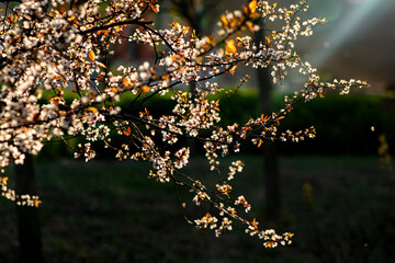 Peach blossoms blooming in the dark background of spring