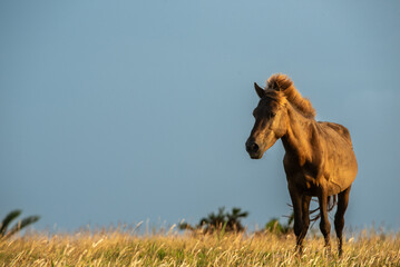 Japanese wild horses on Yonaguni Island