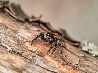Small jumping spider on a log. Evarcha jucunda