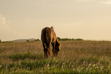 Japanese wild horses on Yonaguni Island