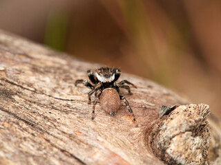 Small jumping spider on a log. Evarcha jucunda