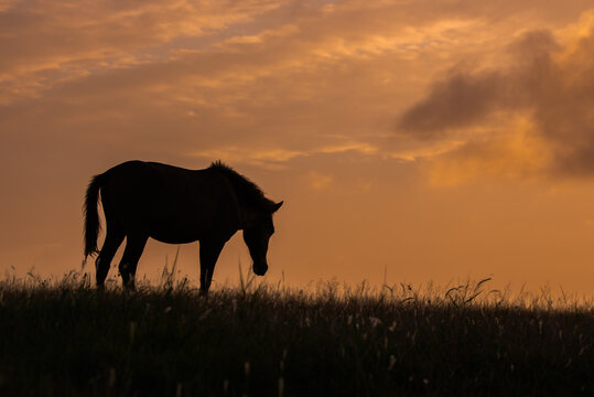 Japanese wild horses on Yonaguni Island