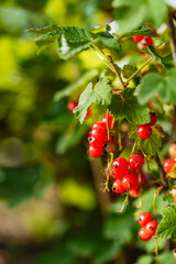 Red Berries Hanging from a Tree. A bunch of red berries hanging from a tree