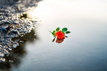 A Solitary Red Rose Reflecting in Serene Waters. A single red rose sitting in the middle of a body...