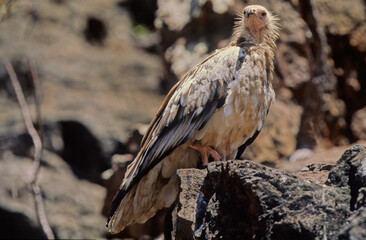 Egyptian vulture