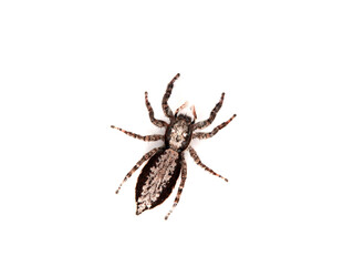 Large jumping spider on a white background. Genus Menemerus