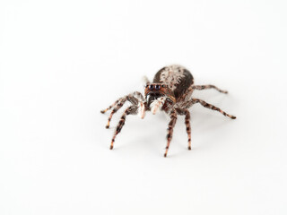 Large jumping spider on a white background. Genus Menemerus