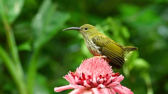 streaked spiderhunter bird with Torch ginger flower birdwatching in the forest