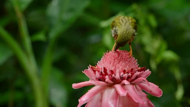 streaked spiderhunter bird with Torch ginger flower birdwatching in the forest