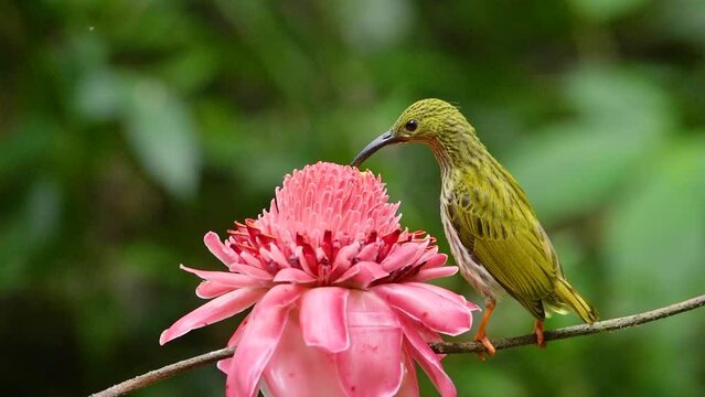 streaked spiderhunter bird with Torch ginger flower birdwatching in the forest