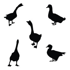 Silhouettes of wild and domestic duck. Duck in flight. Vector