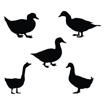 Silhouettes of wild and domestic duck. Duck in flight. Vector