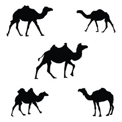 Black and white camel Silhouettes. Vector
