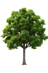 Giant green tree full of leaves on a white background PNG