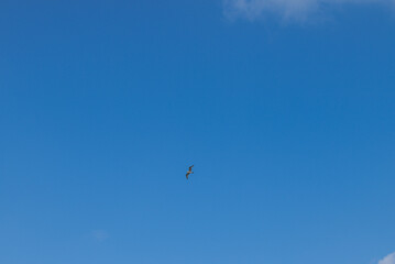 Bird flying in the blue sky at Katwijk, The Netherlands.