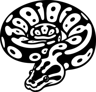 Pied Ball Python icon 8