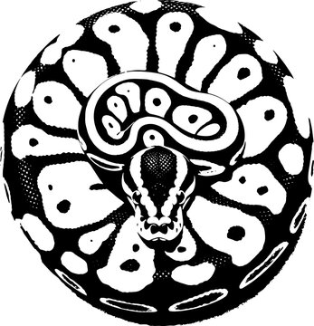 Pied Ball Python icon 5