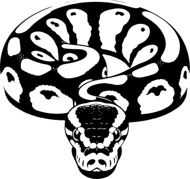 Pied Ball Python icon 7