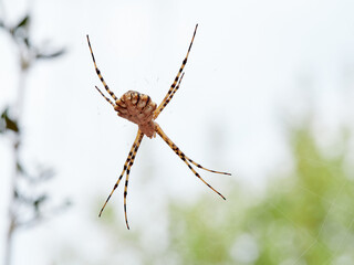 Large tiger spider on its own web with a prey. Argiope lobata