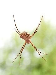 Large tiger spider on its own web with a prey. Argiope lobata