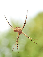 Large tiger spider on its own web with a prey. Argiope lobata