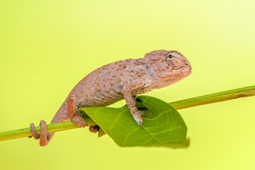 Macro shots, Beautiful nature scene , baby green chameleon sitting on flower in a summer garden.