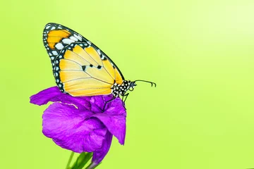 Wandaufkleber  Macro shots, Beautiful nature scene. Closeup beautiful butterfly sitting on the flower in a summer garden.  © blackdiamond67