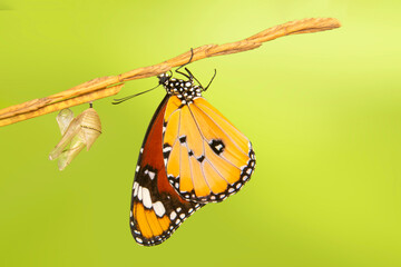 Amazing moment ,Large tropical butterfly hatch from the pupa and emerging with clipping path. ...