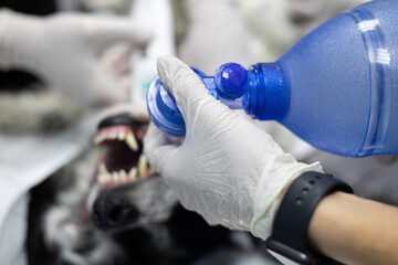 Close-up of a veterinarian's hands connecting an oxygen bag to an endotracheal tube on a dog. An...