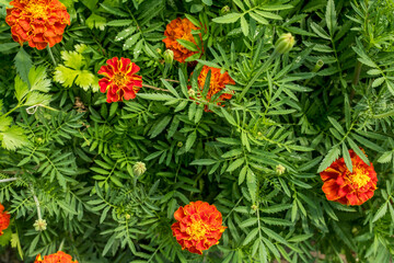 Background from orange marigold flowers, top view. Field with tagetes. Marigolds for publication, poster, calendar, post, screensaver, wallpaper, postcard, cover, website. High quality photo