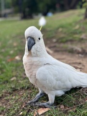 white parrot