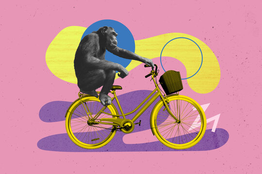 Creative drawing collage picture of funny monkey cycling traveler adventure shopping weird freak bizarre unusual fantasy