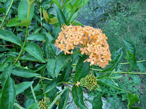  orange ixora flowers close up. other names are viruchi, kiskaara, kepale, rangan, kheme, ponna, chann tanea, techi, pan, siantan, jarum-jarum/jejarum, c&acirc;y trang th&aacute;i,jungle flame, jungle geranium, an