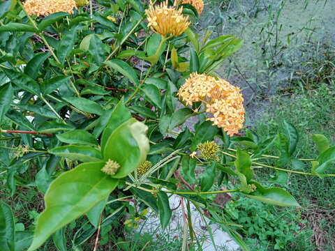  orange ixora flowers close up. other names are viruchi, kiskaara, kepale, rangan, kheme, ponna, chann tanea, techi, pan, siantan, jarum-jarum/jejarum, c&acirc;y trang th&aacute;i,jungle flame, jungle geranium, an