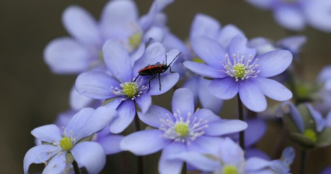 Liverwort Blooming Blue Hepatica Flower and European firebug in Wild Nature. Spring Time. Hepatica Nobilis . Beautiful Nature Scene