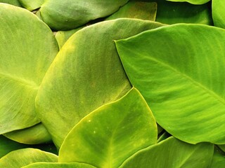 Extra close view of overlapping tropical plant leaves natural horizontal background pattern